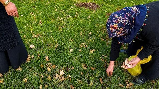 Ağrı'da kadınlar bahar otlarını topluyor! Hem şifa kaynağı hem de ekonomik kazanç