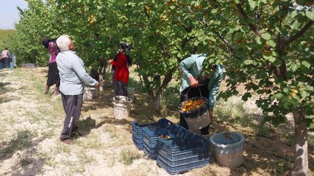 Dalından altın topluyorlar! Hasat başladı, fiyatlar uçtu: Yurt dışından talep yağıyor