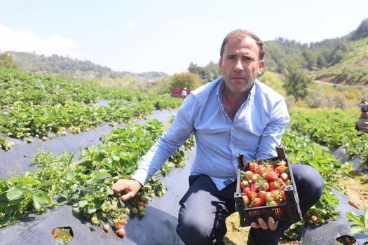Hatay'da hasat başladı: Kilosu 90 TL'ye gidiyor!