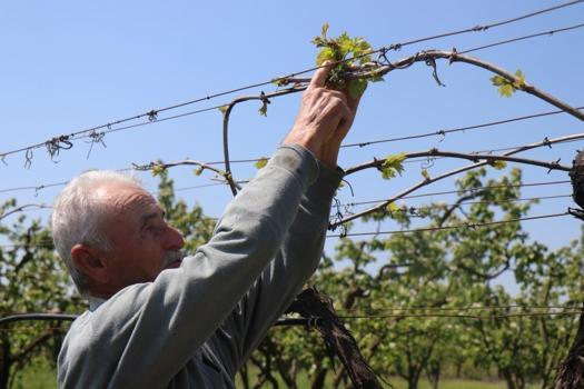 Üretici yeni sezondan umutlu! Fiyatlar düşebilir