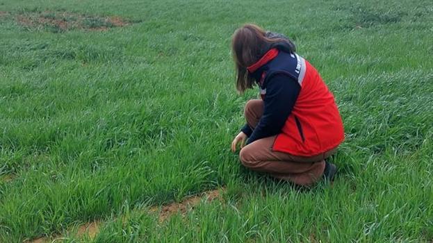 Buğdayın düşmanına geçit yok! Uşak'ta teknik ekipler tarlalarda: Erken müdahale hayat kurtarıyor!
