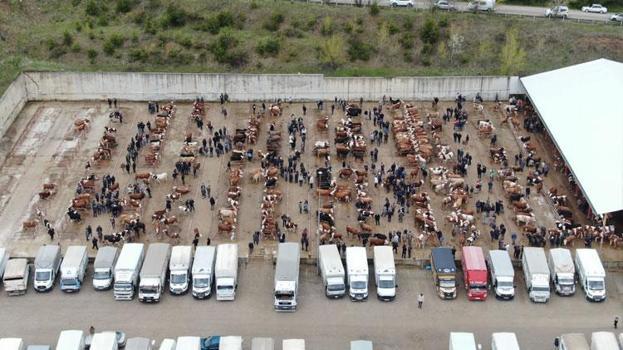 Kurban Bayramı hareketliliği Kastamonu'da başladı: 850 kilogramlık tosun 340 bin liraya alıcı buldu