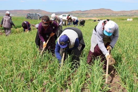 Aksaray’da 'Beyaz Altın' hasadı başladı: Rekoltede 2 kat artış bekleniyor!