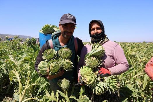 Aydın'da mahallede üretilip dünyaya satılıyor: Öğleden sonra değeri kat kat artıyor