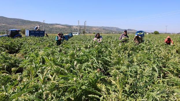 'Yeşil elmas' Efeler'de üretiliyor, yurdun dört bir yanına gönderiliyor