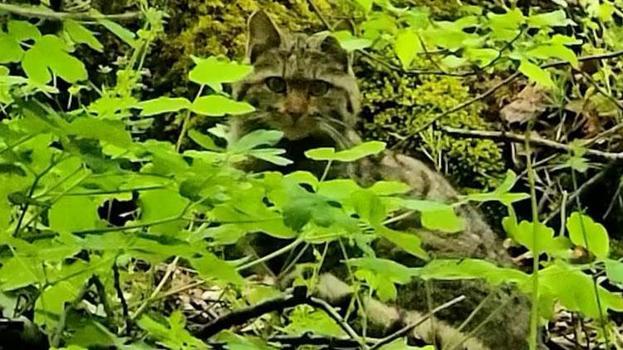 Bolu’da ormanlık alanda gezinen yaban kedisi kameraya takıldı