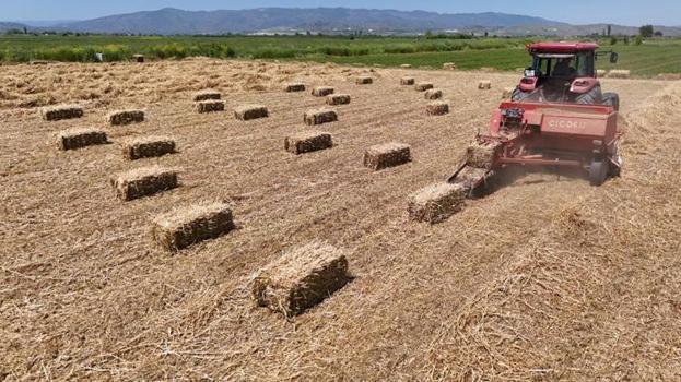 Aydın'da hasat başladı! Geçen yıl 150 liraydı, bu yıl 300 liraya yükseldi