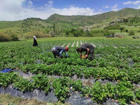 Hormonsuzu ve en lezzetlisi burada yetişiyor! Bölgenin ihtiyacını bu ilçe karşılıyor, fiyatı da 120 lira