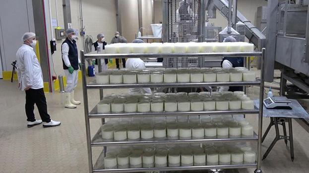 Erzincan'da günlük 45 bin litre süt peynir ve tereyağına dönüşüyor: Bin 200 çiftçiye gelir sağlıyor!