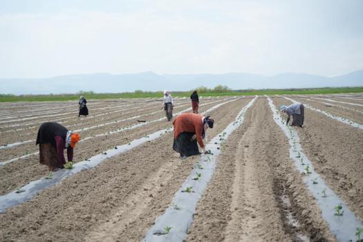 Muş'ta aromasıyla öne çıkan karpuzun ekimine başlandı