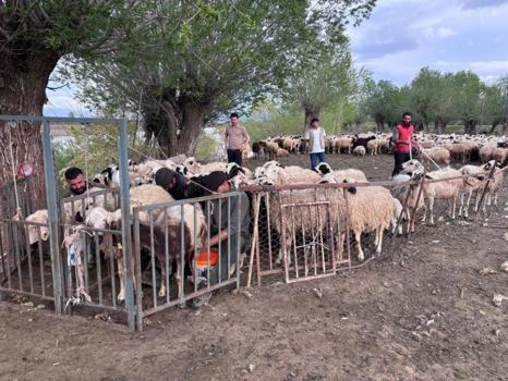 Asgari ücretle çobanlığa başladılar: Erzincan'a Afganistan'dan getirildi