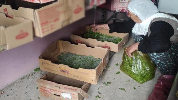 40 günde 350 bin TL gelir sağlıyor! Batmanlılar servet kazandıran ata mesleğine geri döndü