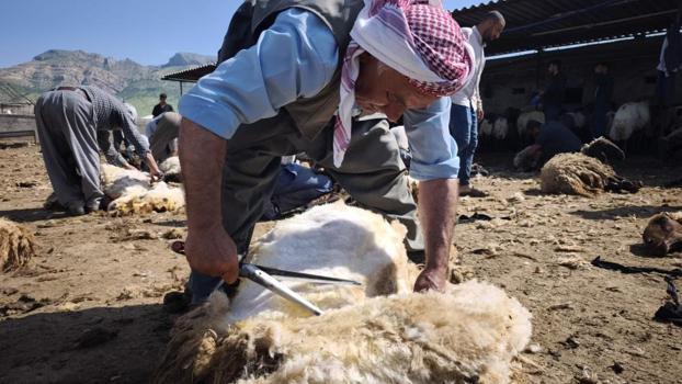 Şırnak'ta göçerler yüzyıllık gelenek için bir araya geldi: 400 hayvan el birliğiyle kırkıldı! Sadece iş değil, gönül birliği oldu