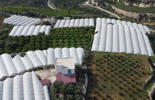 Siyah incinin erkenci hasat başladı! İlk ürünlerin fiyatı 250 liradan satılıyor