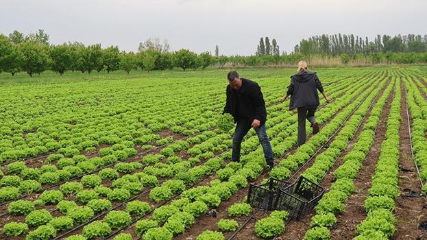 Şehri bırakıp köye döndüler, 150 dönümde dev bir üretim üssü kurdular: 30 aileye maaş ödüyorlar