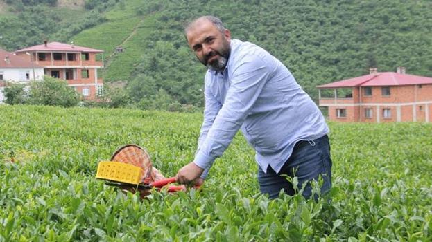 Yaş çay fiyatı belli oldu, gözler oraya çevrildi! Kuru çaya zam mı geliyor?
