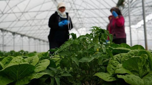 Erzincan seralarında hasat mesaisi başladı! Üretici verimden memnun