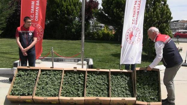 Edirne buğday, ayçiçeği ve çeltik ile Türkiye'de ilk sırada: 63 çiftçiye 60 bin fide dağıtıldı