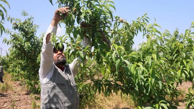Amik Ovası’nda işçilerin yeni yevmiyesi belli oldu! 30 derece sıcaklıkta zorlu hasat başladı