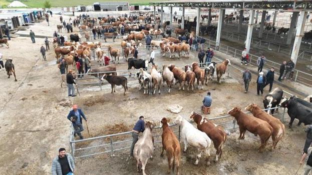 Kurban Bayramı'na sayılı günler kala Sorgun canlı hayvan pazarında hareketlilik yaşandı