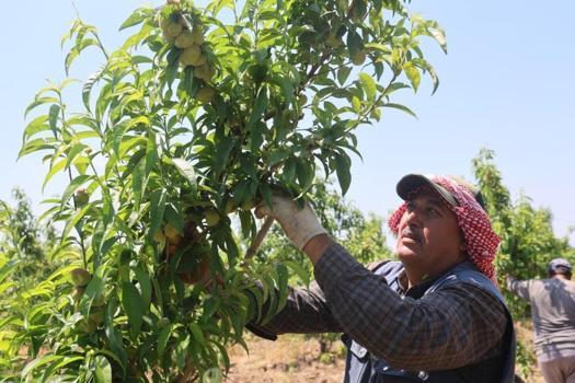 Mesaileri başlayan tarım işçileri, bin 100 TL yevmiye alacak