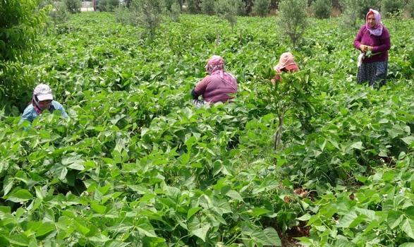 Mersin’de ‘Sarıkız’ hasadı heyecanı! Seradan sonra tarla da boş kalmadı! Kilogramı 100 TL'den satılmaya başlandı