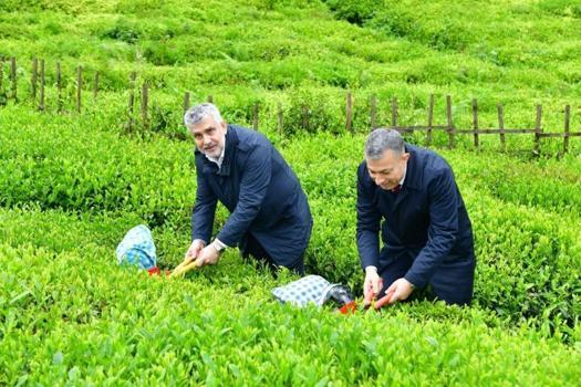 Karadeniz’de yeşil altın mesaisi başlıyor! Trabzon’da 2026 yaş çay sezonu dualarla açıldı: Hedef Gelecek Hafta Çarşamba