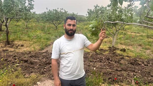 Türkiye'nin en önemli fıstık üretim merkezlerinden Siirt'te bereket yılı! Aşırı yağışlar nedeniyle rekolte ve talebin artması bekleniyor