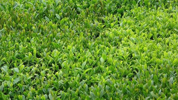 Trabzon'da 2026 yılı yaş çay sezonu dualarla açıldı