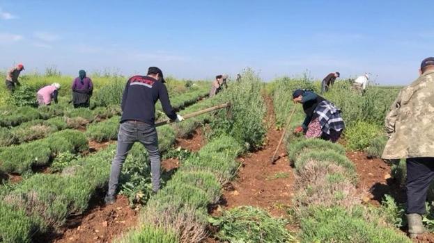 Edirne'de 'tutmaz' denilen tarlaya diktiler! Verim patladı, her geçen gün artıyor