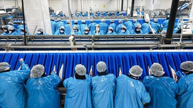Karadeniz’de yetişiyor, 20 ayda servete dönüşüyor: Talepler patladı, 19 ülke almak için yarışıyor