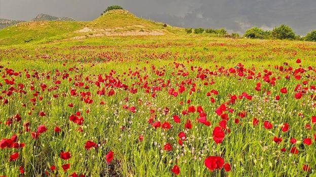 Şırnak'ta gelincikler açtı Akdizgin köyünde görsel şölen oluştu