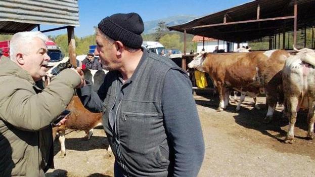Bolu'da 704 kiloluk dana için dakikalarca pazarlık yaptılar: İşte satış fiyatı