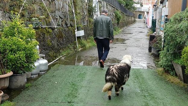 Müşteriler sırf onun için geliyor! Trabzon'da kendini kedi sanan kuzu Abbas, restoranın maskotu oldu