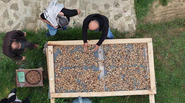 Küçük alanda servet kazandırıyor! Altın değerinde hasat başladı: Kilosu 12 bin TL