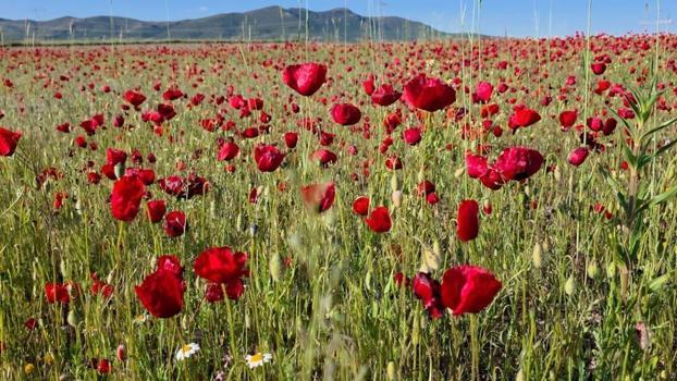 Kütahya-Afyon yolu kırmızıya boyandı! Altıntaş’ta devasa gelincik tarlaları görsel şölene dönüştü