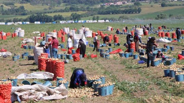 Amasya'da tarlada fiyatı 25 TL'ye çıktı! Dev hasat başladı: Çiftçinin yüzü gülüyor