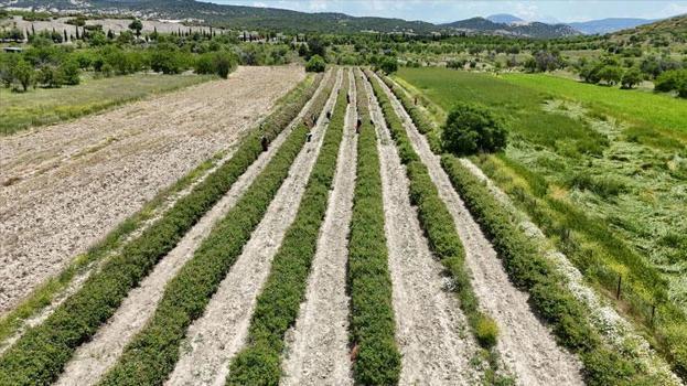 Kilosu 12 bin avrodan alıcı buluyor! Isparta'da 2026 yılı gül hasadı başladı