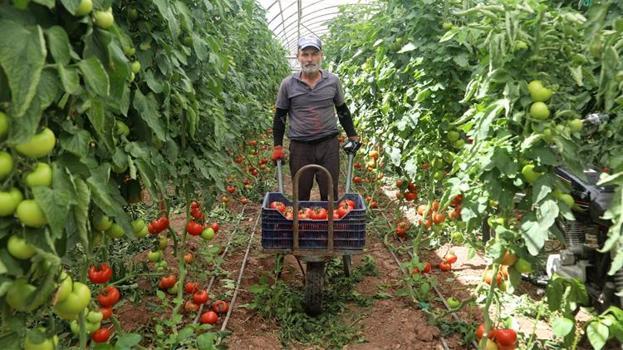 Tarlada 25, markette ise 150 liraya satılıyor! Antalya'da hasat başladı: Rusya ve Ukrayna kapış kapış alıyor!