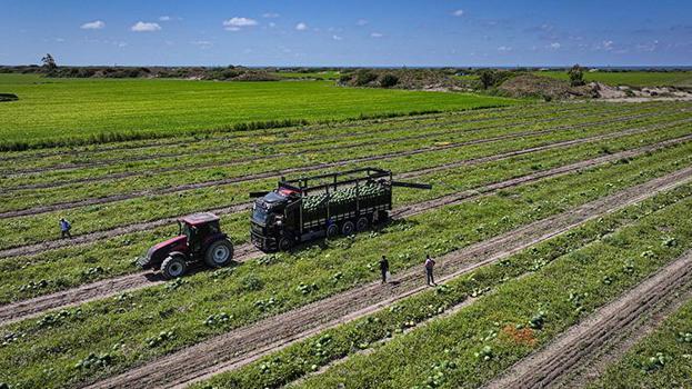 Adana'da fiyatı düştü, dünya sıraya girdi! Yurt içi ve dışından sipariş yağıyor