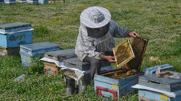 Muş Ovası’nda 'tatlı' sezon başladı! Türkiye’nin gezgin arıcıları akın ediyor: Bu yıl 650 ton bal üretimi bekleniyor