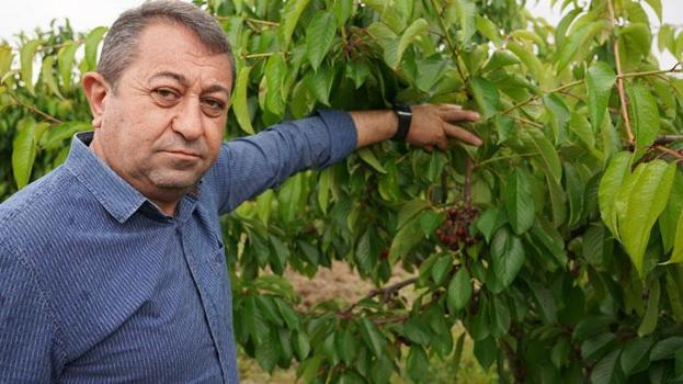 Aşırı yağışlar Tokat'ta kirazı vurdu! Şehirde hasar yüzde 100'e ulaştı