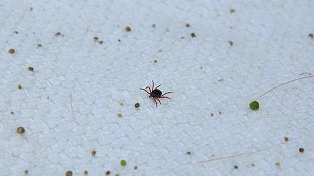 Havalar ısındı, kabus geri döndü! Uzmanlar 2 bölgeye dikkat çekip uyardı