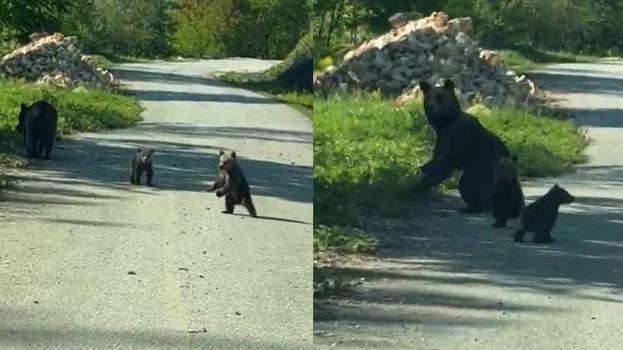 Gezintiye çıkan kardeşlerin anne ayı ve yavruları ile sohbeti gülümsetti