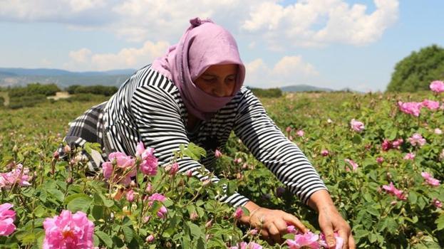 Günlük 800 lira kazanıyorlar! Isparta'da hasat başladı: Dünya o ürünün peşinde