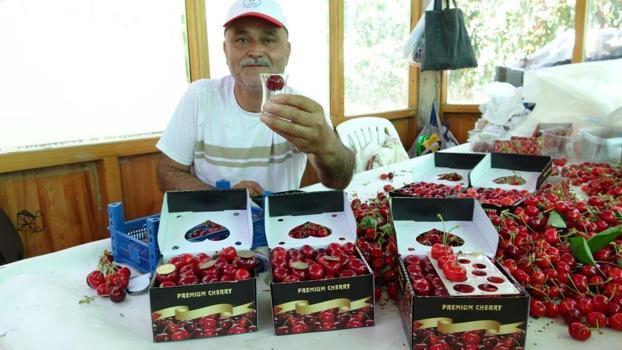 Çay bardağına sığmıyor, madeni 5 liradan büyük! Çanakkale’de Dev Lapseki kirazının hasadı başladı: Fiyatı dudak uçuklatıyor