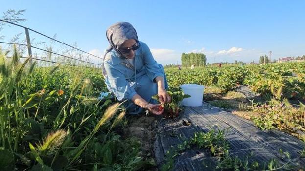 Muşlu üreticiden sıra dışı uygulama! Tarlaya giren istediği kadar bedava yiyor