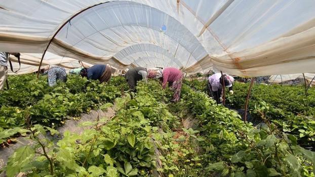 Aydınlı kadınların günlük bin liraya yapıyor: İncirliova'da kızgın güneşin altında topluyorlar
