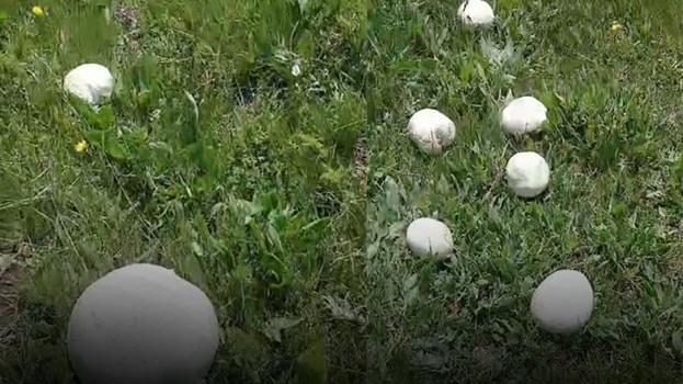 Sağanak yağışlar en çok bu ürüne yaradı! Bu yıl bol bol yenecek, kilogram fiyatı en dipte