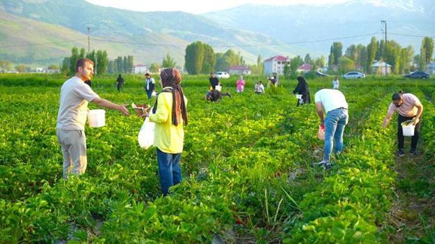 Çileği tarlasında yemek serbest, götürmek ücretli